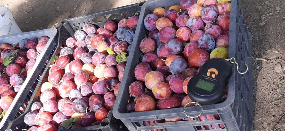 Продам сливу горная