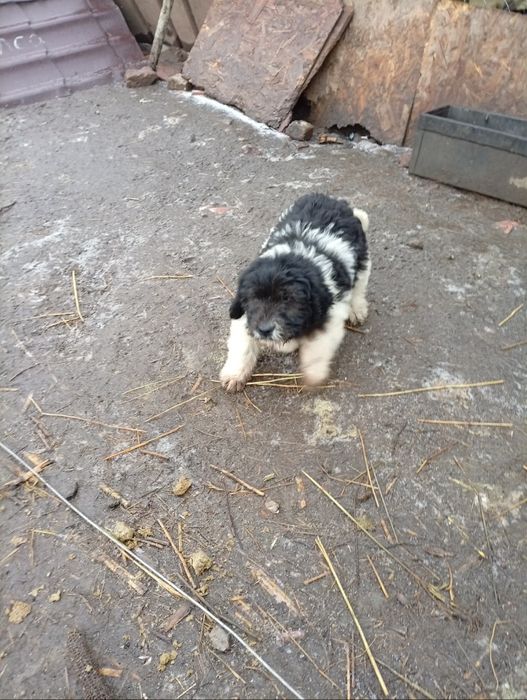 Fetiță ciobănesc mioritic .