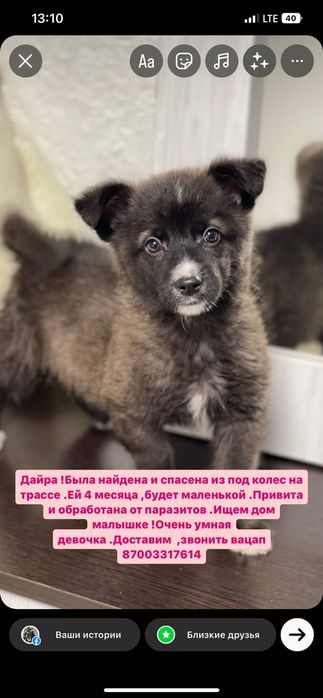 Собаки щенки ищут дом