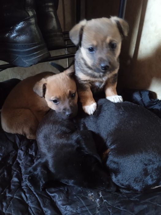 Щеночки, бесплатно