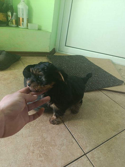 Йоркширски териери