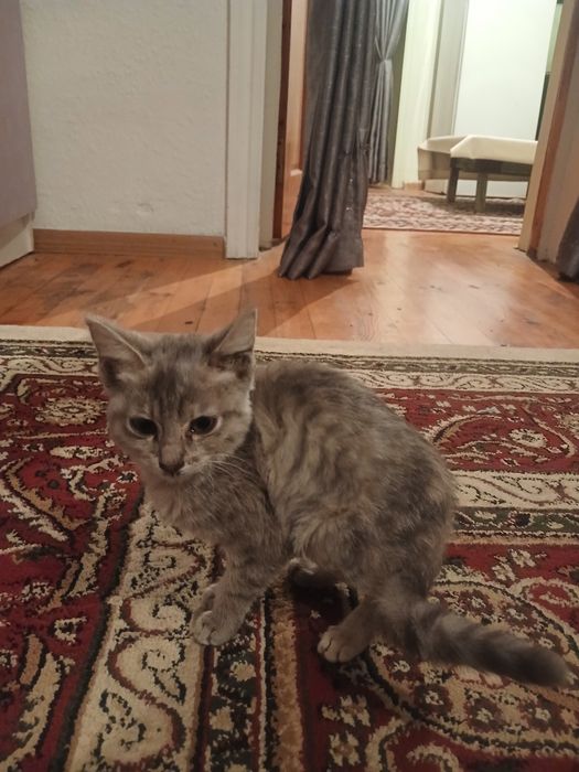 Кошка прадается!срочно