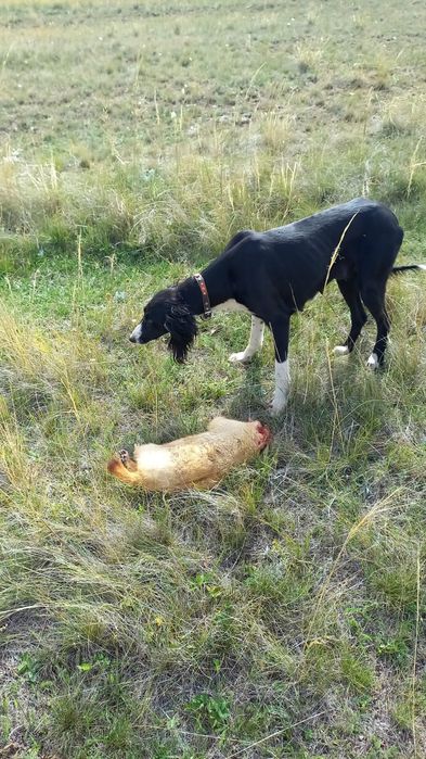 Каншык тазы! красавица