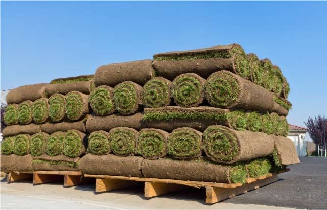 Tabiy tayyor gazon o’rnatamiz va sotamiz