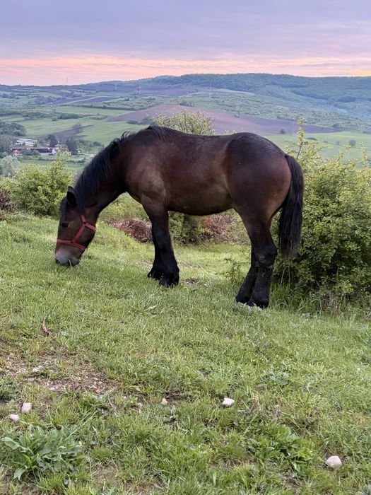 Vand sau schimb pe animale
