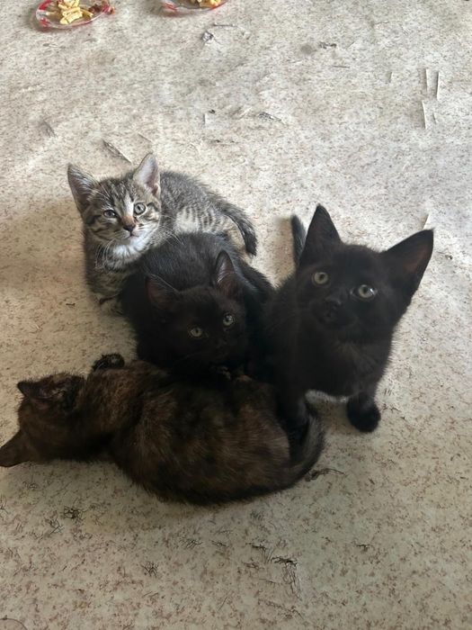 Котята тайские..