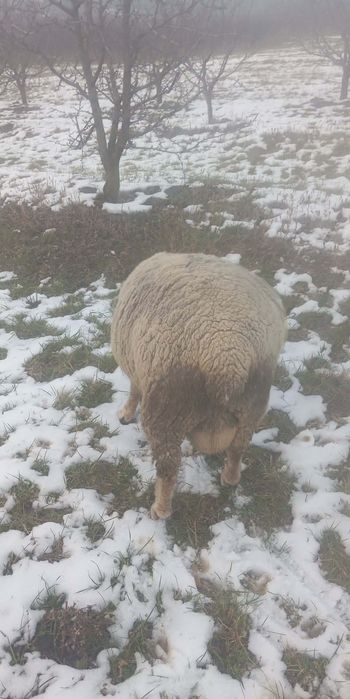 Vând berbec ile de France