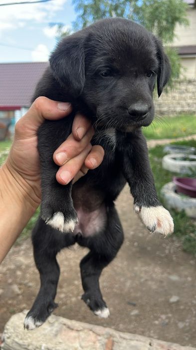 Щенки лабрадора черные