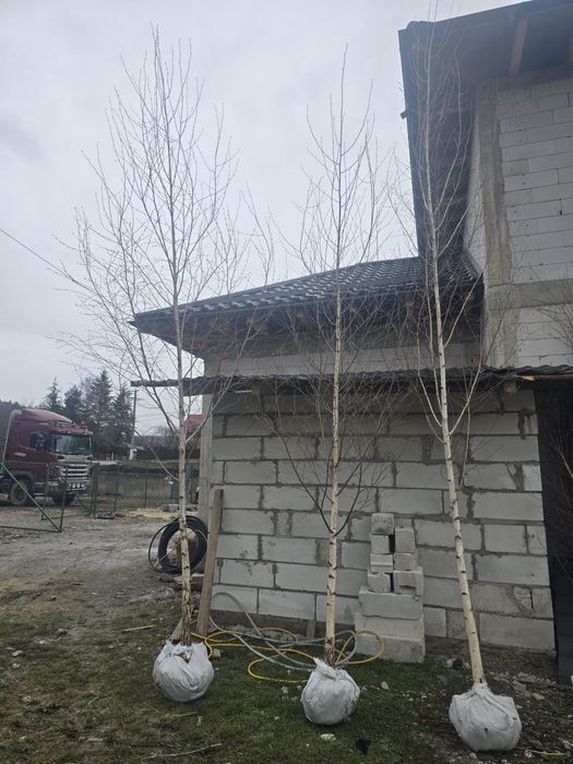 Tuia smarald Mesteacan Tei mirositor