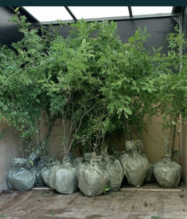 Саженцы акации