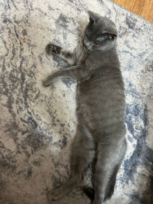 Отдам в добрые руки