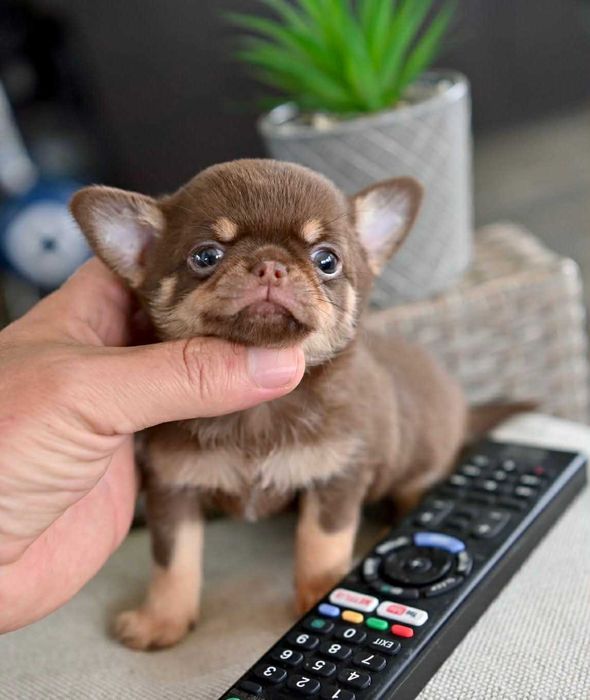 Женско мини чихуахуа шоколадов тен