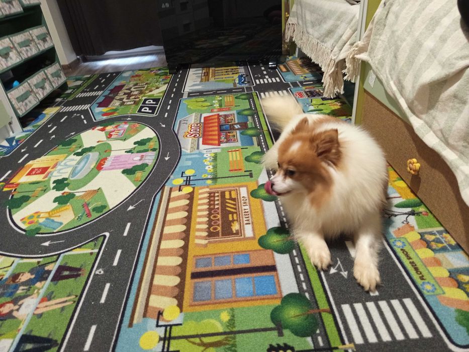 Подарявам мини шпиц