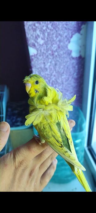 Babichka papugaylar sotiladi manzil Kogon shaxar