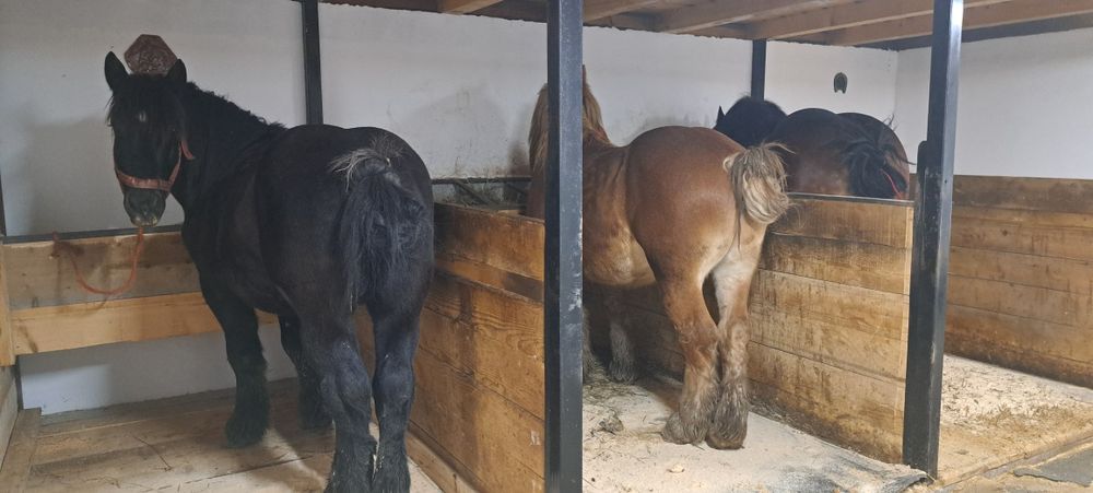 Armăsari de vânzare  !!!