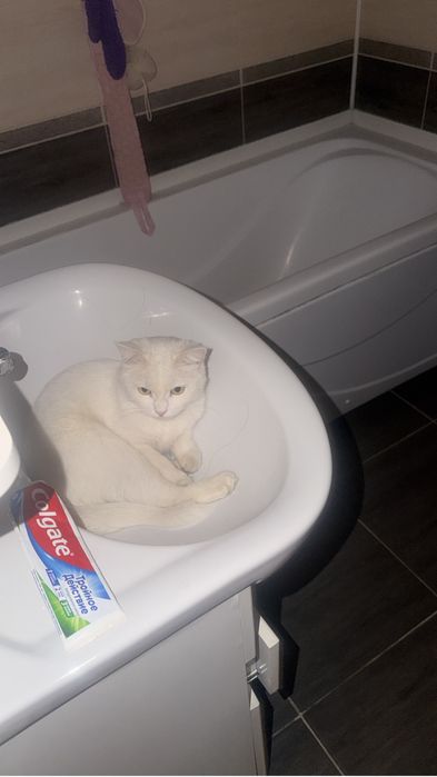Кошка почти 2 годика