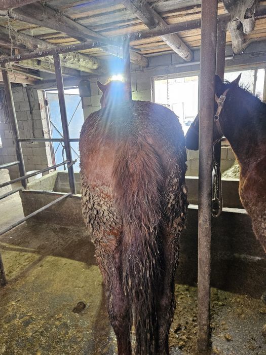 Донен сатамын . Продам жеребца