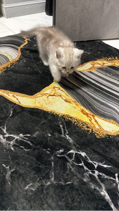 Шотландский котенок