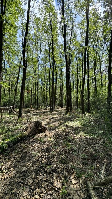 Teren Mogosoaia padure - oportunitate investitie