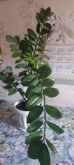 Продам Долоровое дерево большое!