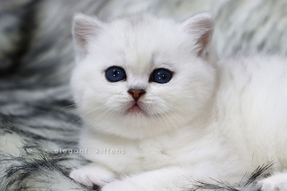 Британские Шотландские Серебристые поинт шиншиллы