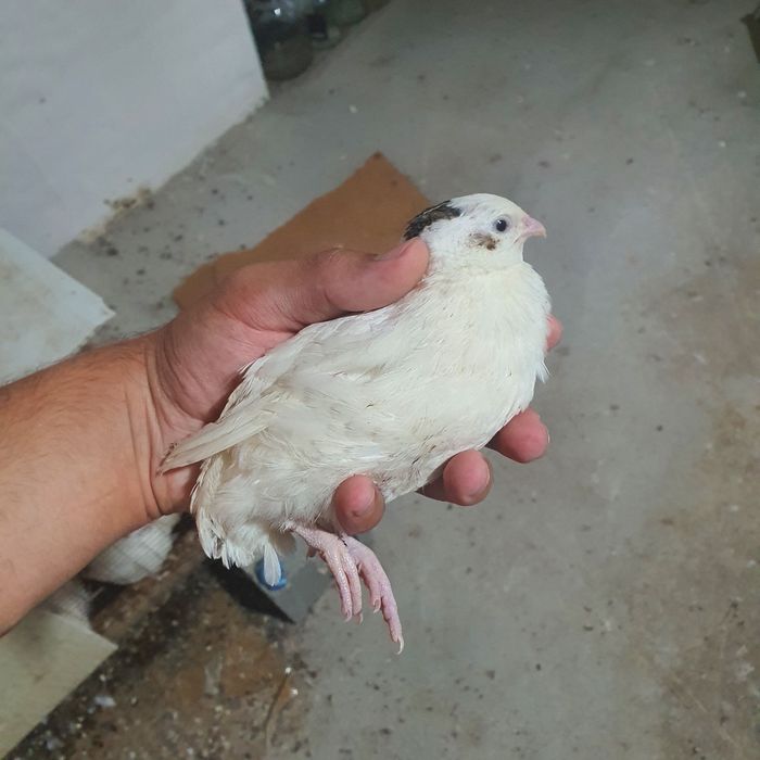 Bedana xoʻrozlar. Beliy gigant