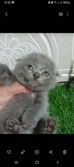 Skottish fold mushuk