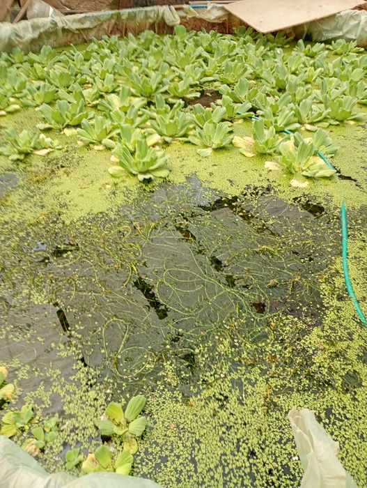 Zambile amazoniene , salata de Nil, crapi Koi , carași exotici, Guppy etc