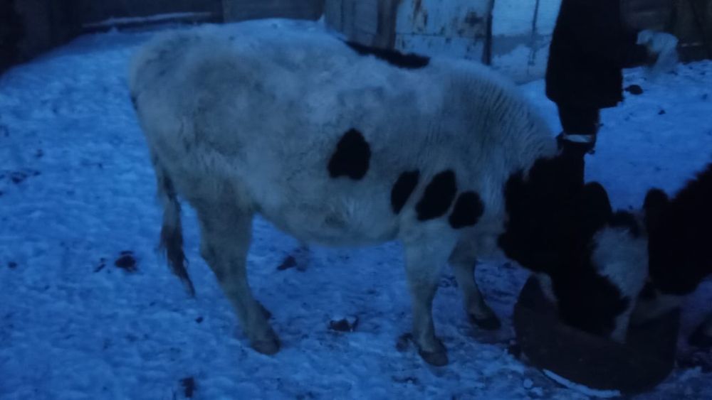 Продам……………………………….::