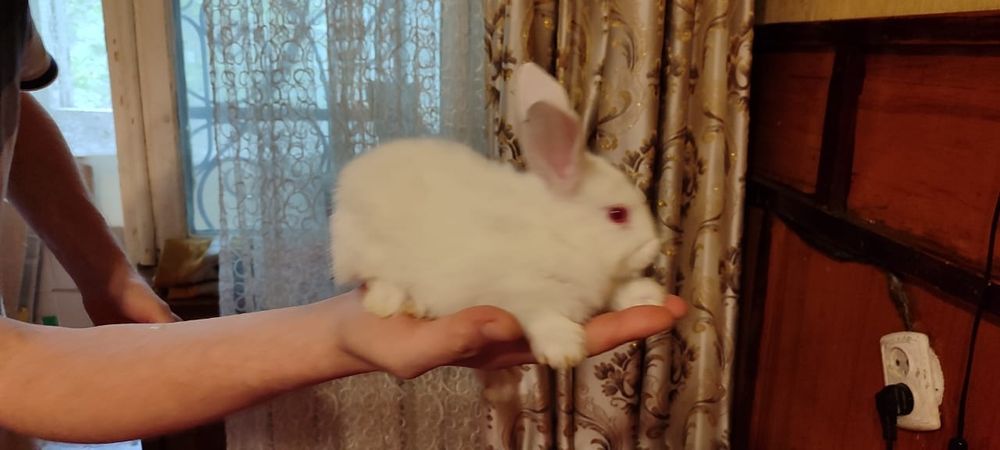 Кролики маленькие