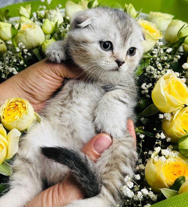 мальчик шиншилла и две дев