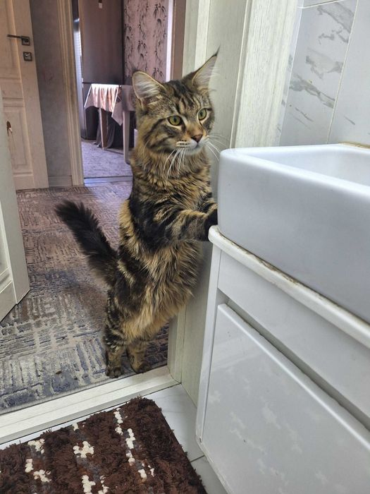 Мейн кун, Maine coon