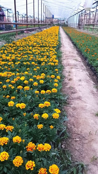 Qo‘qon gullari sotuvda! 
Bog‘ingizni bezaydigan, yorqin va joziba