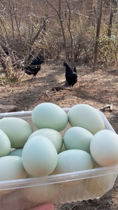 Uxayel tovuqlarning tuxumlari