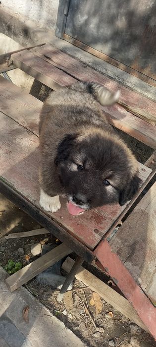 Щенок кавказкой овчарки