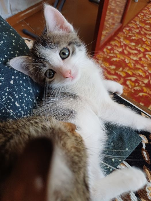 Отдам котёнка мальчика