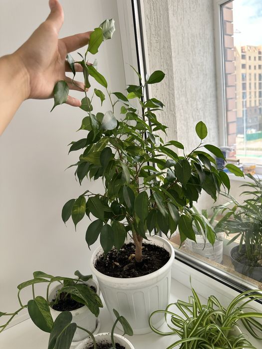 Фикус бенджамина наташа