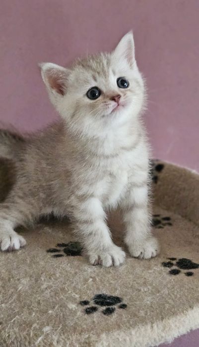 Британски и шотландски котенца