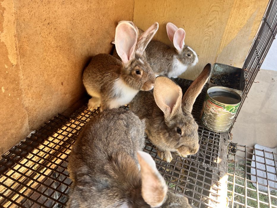 Кролики 2 месяца