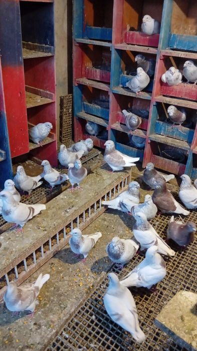 Voiajori standard de frumusețe