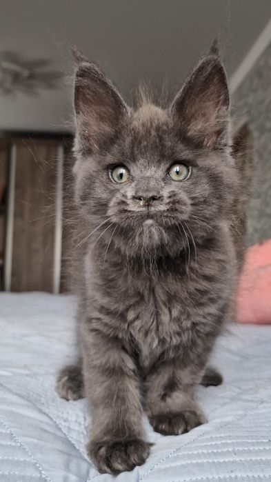 Котята мейн-куны .