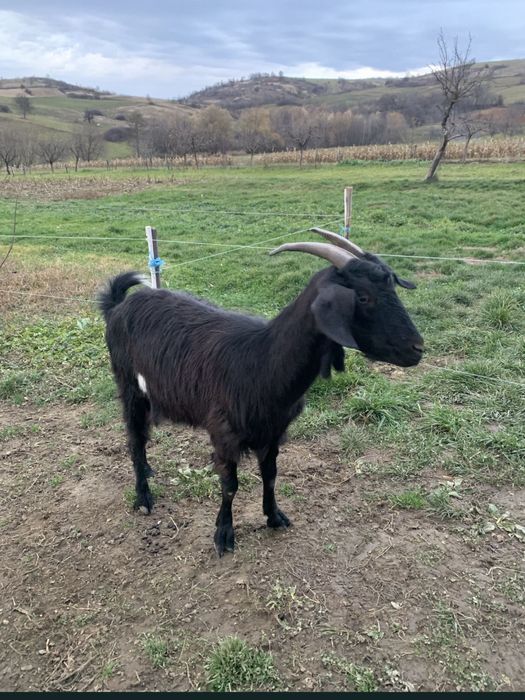 Vând un țap saanen și 2 capre