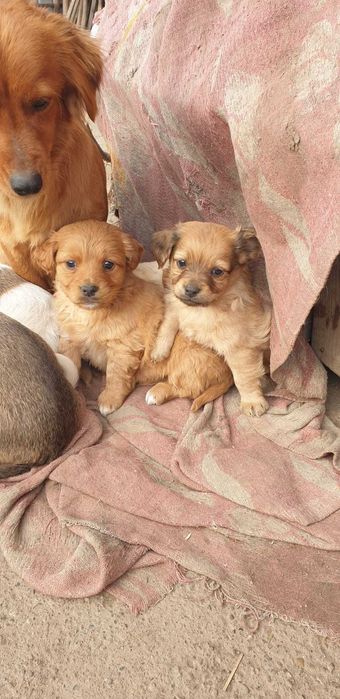 Donez căței drăgălași