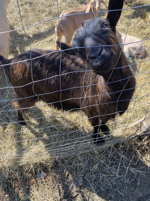 Capra alpina francez