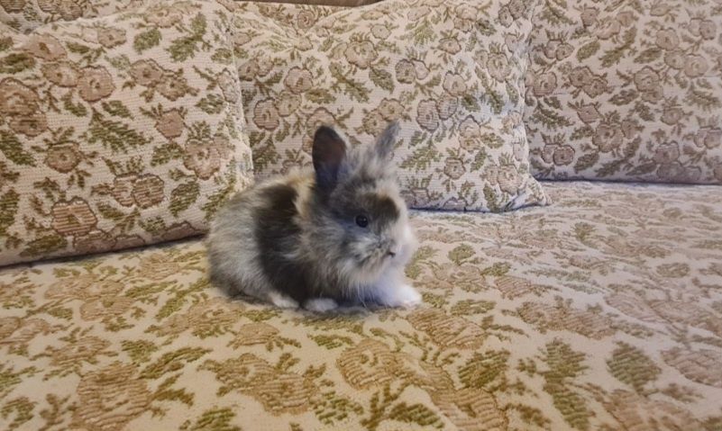 Cap de leu pitic iepurasi de companie