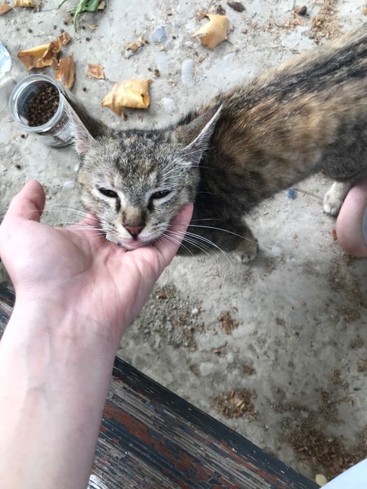 Пристраиваю 6 месячную кису в хорошие руки