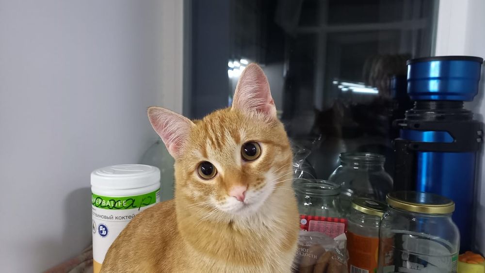 Отдам молодого котика