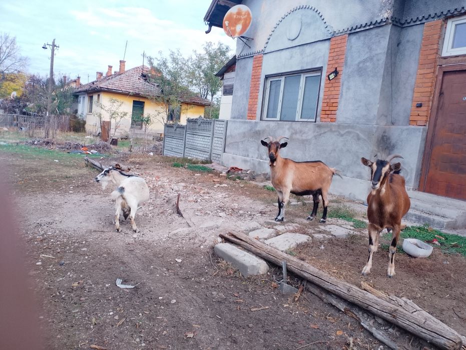 Vând capre rasa carpatină