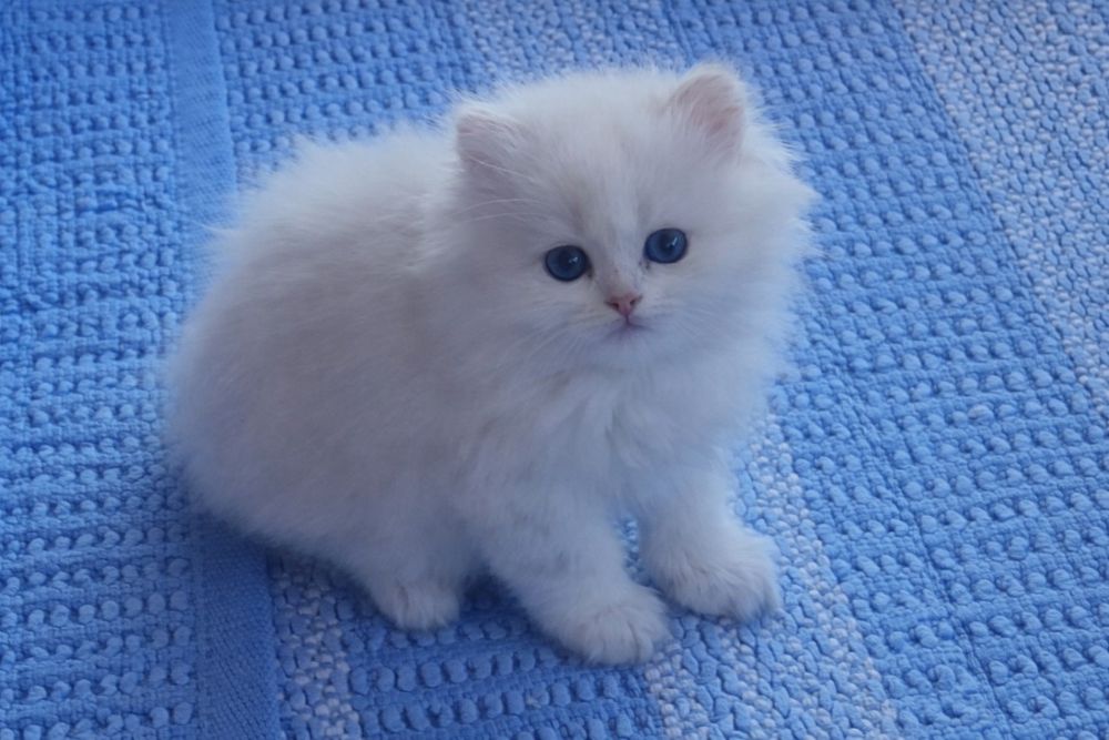 Băietel british longhair cu ochi albastrii /pedigree