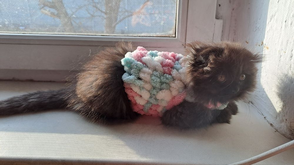 Котята шотландские